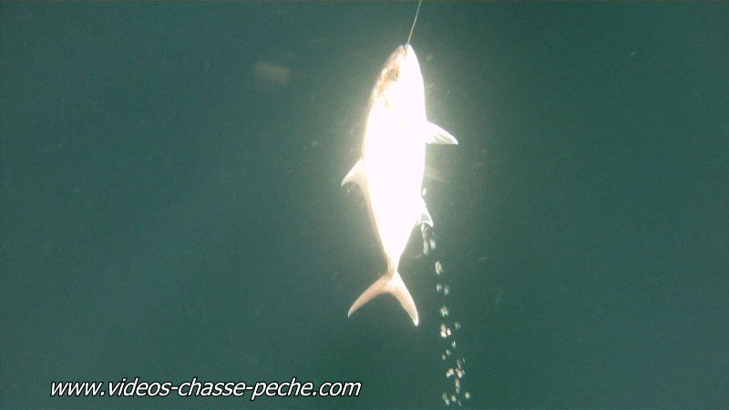 chasse sous-marine sériole
